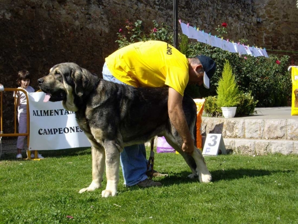 Catón: Exc. 4 - Open Class Males, XXVII Monográfica AEPME, 15.09.2007
(Ch. Cañon de Fuente Mimbre x Seda de Cueto Negro) 
Born: 01.04.2005

Keywords: 2007 campollano