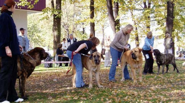 Best of Breed - International Show in Ceske Budejovice, Czech Republic - 09.10.2005
Keywords: 2005