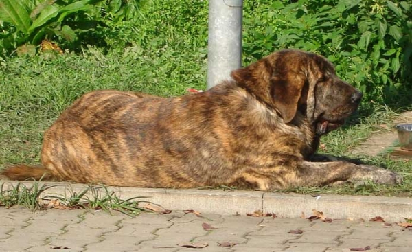 Hessi Mastibe: Exc.1, CAC, CACIB - Intermediate Class Females, International show Ceske Budejovice 07.10.2007
(Druso de la Aljabara x Connie Mastibe)
Born: 03.07.2006
Keywords: 2007 mastibe