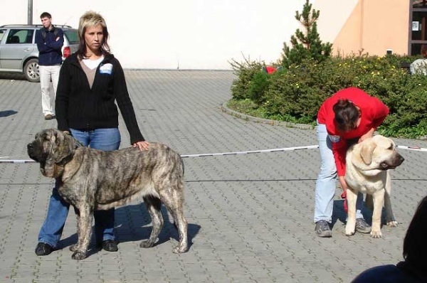 Holly Mastibe: Exc.2 & Lois Tornado Erben: Exc. 1, CAJC, BOB - Young Class Females, International show Ceske Budejovice 07.10.2007
Keywords: 2007