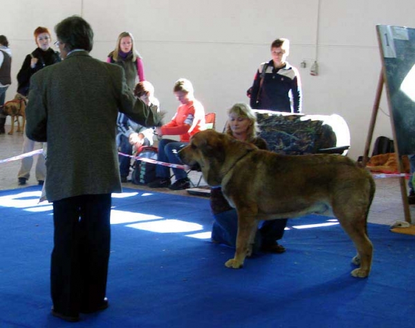 Anuler Alano: Exc.1, CAJC, BOB Junior, BOB - 25.10.2009 International Dog Show, Ceske Budejovice, CZ
Keywords: 2009 mastibe