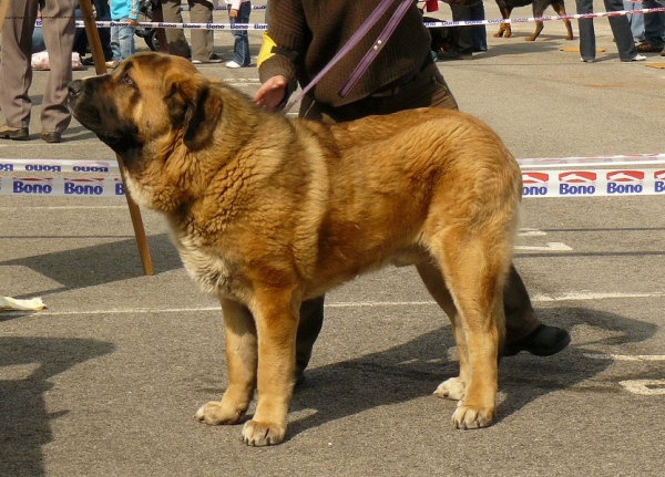 Aragon vom Eisinger Land: Exc 1, CAC, CACIB - Iintermediate Class Males, International show, Ceske Budejovice 26.04.2009
Keywords: 2009 sokol