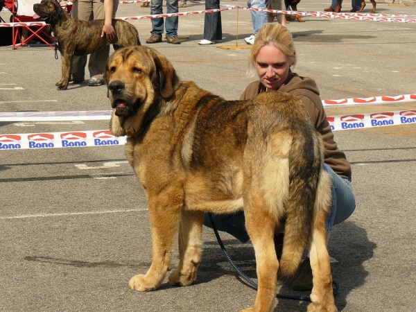 Argento Con Fundo:  Very good 2 - Young Class Males, International show, Ceske Budejovice 26.04.2009
Keywords: 2009 confundo