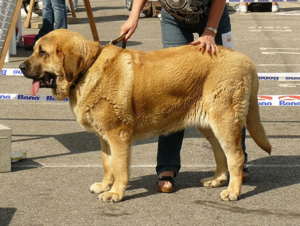 Cheer z Kraje Sokolu: - Vvery good 2 - Young Class Females, International show, Ceske Budejovice 26.04.2009
Trefwoorden: 2009 sokol