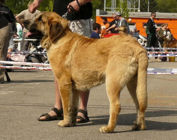 Chiwas z Kraje Sokolu: Exc 1, CAJC- Young Class Males, International show, Ceske Budejovice 26.04.2009
Keywords: 2009 sokol