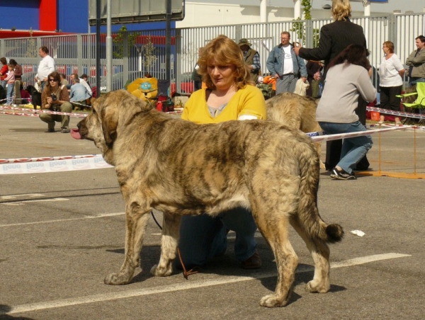 Jenny Mastibe: Exc 1, CAC, res. CACIB - Intermediate Class Females, International show, Ceske Budejovice 26.04.2009
Keywords: 2009 mastibe