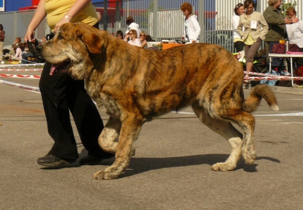 Querido Nilo Tornado Erben: promising 1 - Puppy Class Males, International show, Ceske Budejovice 26.04.2009
Keywords: 2009 tornado