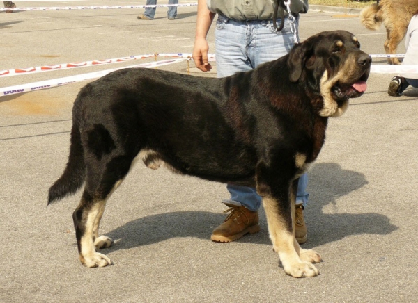 Rodo de Valdejera: Exc 2 - Open Class Males, International show, Ceske Budejovice 26.04.2009
Keywords: 2009 bubakova