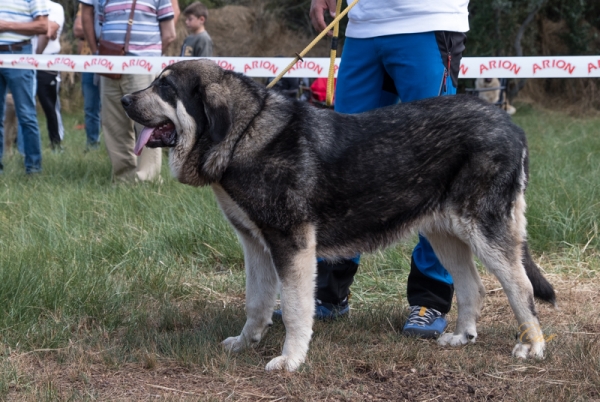 Osita de la Filtrosa: MB1 Clase cachorro hembra, Fresno del Camino, León, Spain 11.08.2019 
Keywords: filtrosa 2019