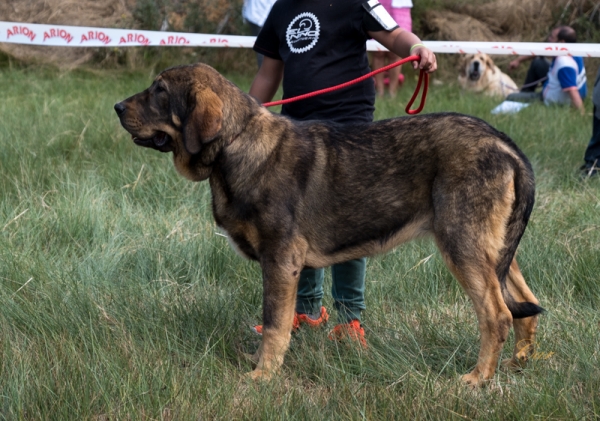 Paca de Serylu: MB3 Clase cachorro hembra, Fresno del Camino, León, Spain 11.08.2019
Keywords: 2019