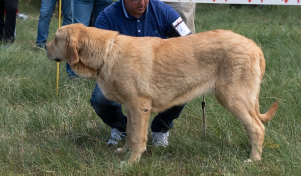 Pastora de Serylu - Clase cachorro hembra, Fresno del Camino, León, Spain 11.08.2019
Keywords: 2019