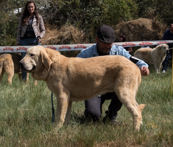 Paulino de Serylu: MB1 Clase cachorro macho, Fresno del Camino, León, Spain 11.08.2019
Keywords: 2019
