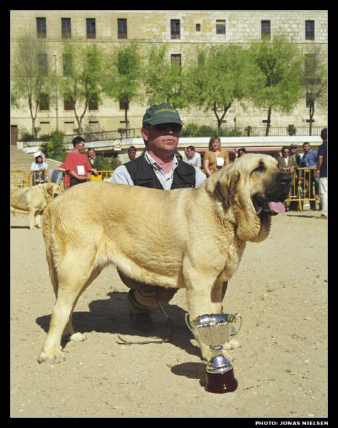 Cervera de Puertogaliana - Open Class Females, Exc. 3 - Monográfica AEPME 1999
(Barranco de Trashumancia x Faraona de Trashumancia)
Born: 04-06-1997
Breeder & owner: José Vicente Segarra Casanova

Photo: Jonas Nielsen. © Copyright  

Keywords: puertogaliana 1999