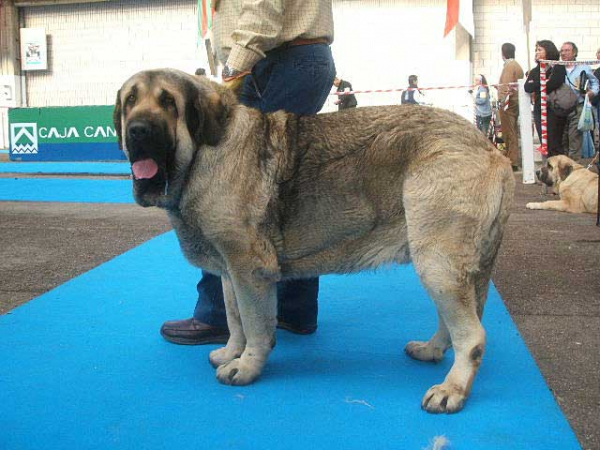 Cesar de La Aljabara - Open Class Males: EXC. 3 - National & International Show, Torrelavega, Cantabria - 18-19.03.2006 
Keywords: 2006 laciana