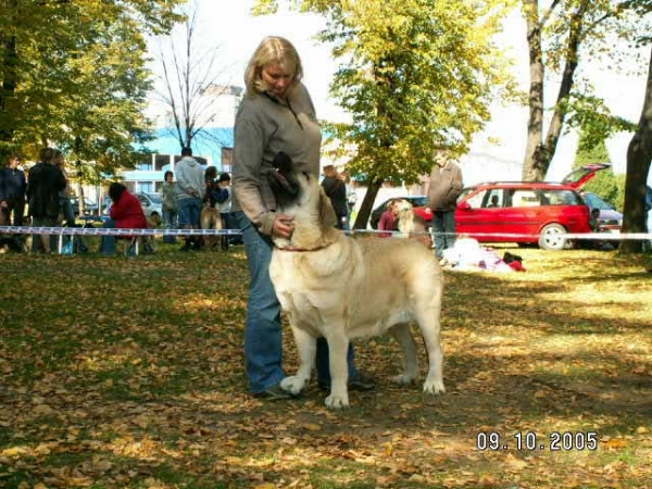 Feya Mastibe - Exc.1, CAC, RCACIB - Champion Class Females - International Show in Ceske Budejovice, Czech Republic - 09.10.2005 
Keywords: 2005 mastibe