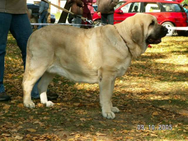 Feya Mastibe - Exc.1, CAC, RCACIB - Champion Class Females - International Show in Ceske Budejovice, Czech Republic - 09.10.2005 
 
  

Keywords: 2005 mastibe