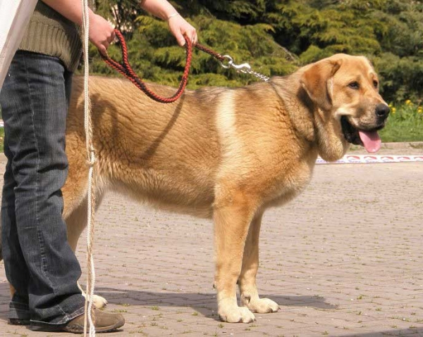 Beyla z Polabskych Blat: Very Promising 2 - Puppy Class Females - International Show Ceske Budejovice 20.04.2008
(Sultan x Daren z Kraje Sokolu)

Photo added by: Lenka Erbenova
Keywords: 2008