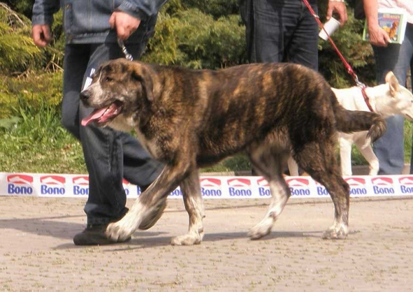 Brooke z Polabskych Blat: Very Promising 1 - Puppy Class Females - International Show Ceske Budejovice 20.04.2008
(Sultan x Daren z Kraje Sokolu)

Photo added by: Lenka Erbenova


Keywords: 2008