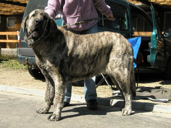 Holly Mastibe: Exc.3 - Open Class Females - International Show Ceske Budejovice 20.04.2008
(Druso de la Aljabara x Connie Mastibe)

Photo added by: Lenka Erbenova
Keywords: 2008 mastibe