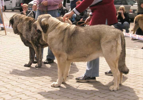 Linda Tornado Erben: - Exc.1, CAC, Res.CACIB & Holly Mastibe: Exc.3 - Open Class Females - 
Linda: (Basil Mastifland x Florita Maja Tornado Erben)
Holly: (Druso de la Aljabara x Connie Mastibe)

Photo added by: Lenka Erbenova
Nøkkelord: 2008