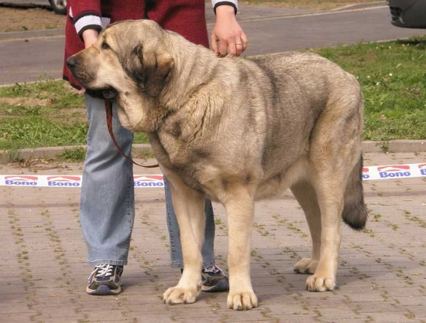 Linda Tornado Erben:  Exc.1, CAC, Res.CACIB - Open Class Females - International Show Ceske Budejovice 20.04.2008
(Basil Mastifland x Florita Maja Tornado Erben)

Photo added by: Lenka Erbenova
Keywords: 2008 tornado