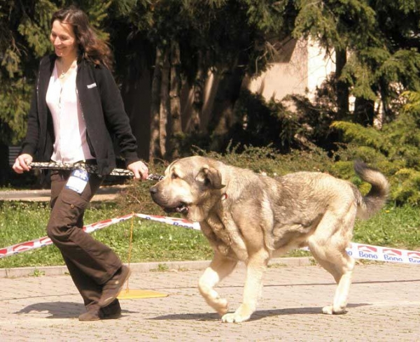 Luis Tornado Erben:- Exc.1, CAJC - Young Class Males - International Show Ceske Budejovice 20.04.2008
(Basil Mastifland x Florita Maja Tornado Erben)
Photo added by: Lenka Erbenova
Keywords: 2008 tornado