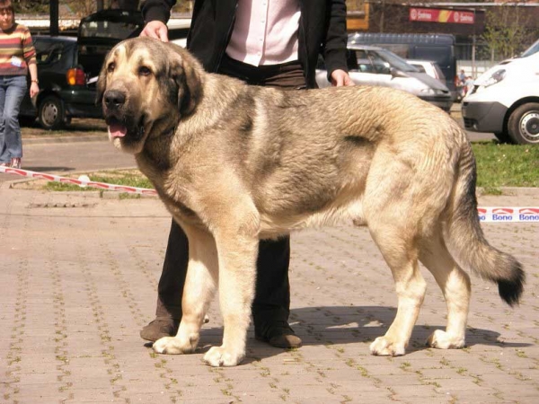 Luis Tornado Erben:- Exc.1, CAJC - Young Class Males - International Show Ceske Budejovice 20.04.2008
(Basil Mastifland x Florita Maja Tornado Erben)
Photo added by: Lenka Erbenova
Keywords: 2008 tornado