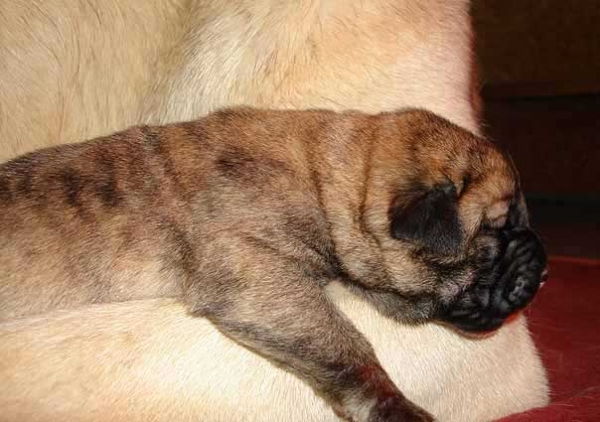 Female puppy - born 22.07.07
ICh. Arak z Kraje Sokolu x Ch. Amiga Zazi Bis Mastibe
22.07.2007 

Keywords: puppyczech puppy cachorro