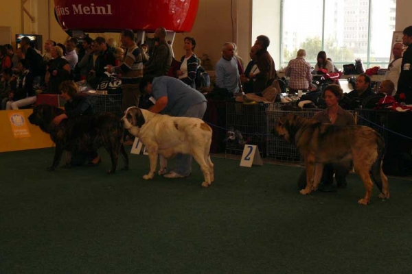 Champion Class Females: Hessi Mastibe: exc 1, CAC, CACIB, World Winner, Best of Breed - Motley House Luxury Spring Day: exc 2, r.CAC & Esperanza Fre-Su: exc 3 - World Dog Show 2009, Bratislava



