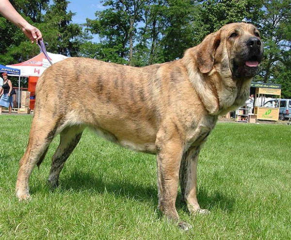 Chanel Zaark Mastibe: EXC.1, CAC - Open Class Females, National Show, Klatovy 14.06.2009
Keywords: 2009 sokol