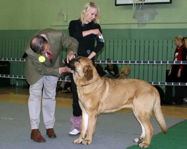 Charisma Zaark Mastibe in Intermediate Class: EXC 1, CQ: Certificate of Quality, LV CAC, Best Female, Club Winner, BOB - Latvian Club Dog Show 23.11.2008
(Arak z Kraje Sokolu x Amiga Zazi Bis Mastibe)
Born: 22.07.2007


Keywords: 2008 zarmon