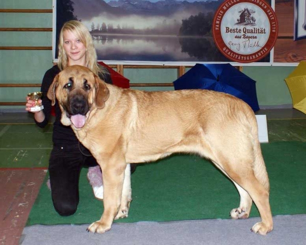 Charisma Zaark Mastibe in Intermediate Class: EXC 1, CQ: Certificate of Quality, LV CAC, Best Female, Club Winner, BOB - Latvian Club Dog Show 23.11.2008
(Arak z Kraje Sokolu x Amiga Zazi Bis Mastibe)
Born: 22.07.2007

Keywords: 2008 zarmon