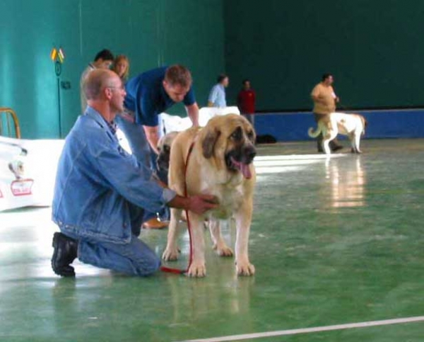 Milena de Hazas de Cesto - Exc. 1, Champion Class Females - XXV Monográfica AEPME, Agoncillo, La Rioja, Spain - 30.10.2005
(Ch. Emperador de Hazas de Cesto x Dama de Hazas de Cesto)
Born: 12.09.2002
Breeder & owner: José Uslé Rugama  

Keywords: 2005