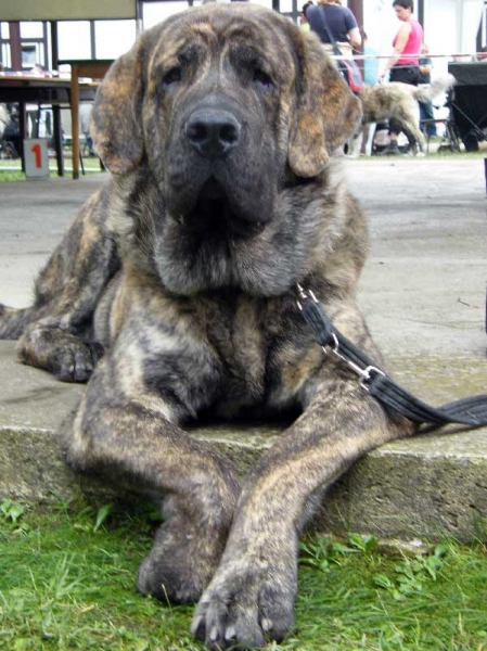 Chebaart Zaark Mastibe: Exc.2, res.CAC - Open Class Males, National Show, Mlada Boleslav 19.07.2009
Keywords: 2009 mastibe