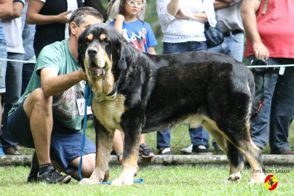 Abierta machos EXC 4º: Cherokee de la Vega de Riomiera - Barrios de Luna 14.09.2014 
(Azabache de Campollano X Señora de la Vega de Riomiera)
Keywords: 2014 riomera