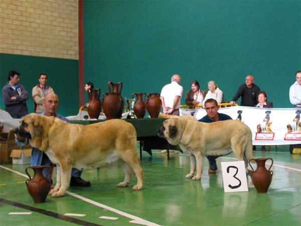 Milena de Hazas de Cesto, EXC. 1 - Pury de Valdejera, EXC. 3 - CHAMPION CLASS FEMALES, XXV Monográfica AEPME, Agoncillo, La Rioja, Spain - 30.10.2005
Milena: (Ch. Emperador de Hazas de Cesto x Dama de Hazas de Cesto) - Born: 12.09.2002 - Breeder & owner: José Uslé Rugama
Pury: (Golfo de Valdejera x Senda de Valdejera) - Born: 03.06.2001 - Breeder: Eduardo Sierra, owner: Sara Villanueva Alcántara  
 
  

Keywords: 2005