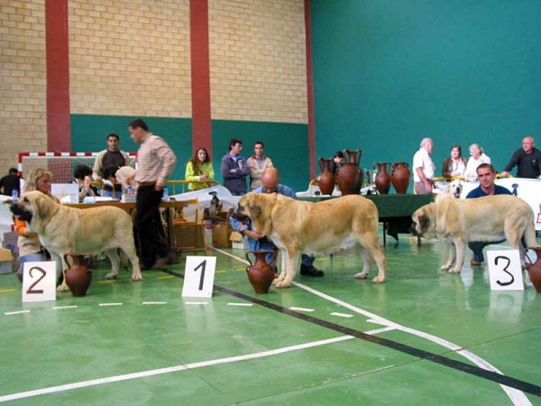 2. Feya Mastibe, 1. Milena de Hazas de Cesto,  3. Pury de Valdejera -  Champion Class Females, XXV Monográfica AEPME, Agoncillo, La Rioja, Spain - 30.10.2005
Feya: (Ch. Basil Mastifland x Ch. Connie Mastibe) - Born: 08.05.2003 - Breeder & owner: Iva Jarova
Milena: (Ch. Emperador de Hazas de Cesto X Dama de Hazas de Cesto) - Born: 12.09.2002  - Breeder & owner: José Uslé Rugama
Pury: (Golfo de Valdejera x Senda de Valdejera) - Born: 03.06.2001 - Breeder: Eduardo Sierra, owner: Sara Villanueva Alcántara
Keywords: 2005