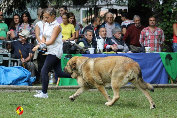 Abierta hembras EXC: Ch Chiqui - Barrios de Luna 14.09.2014
(Nerón de Autocan X Babiana)
Keywords: 2014 autocan