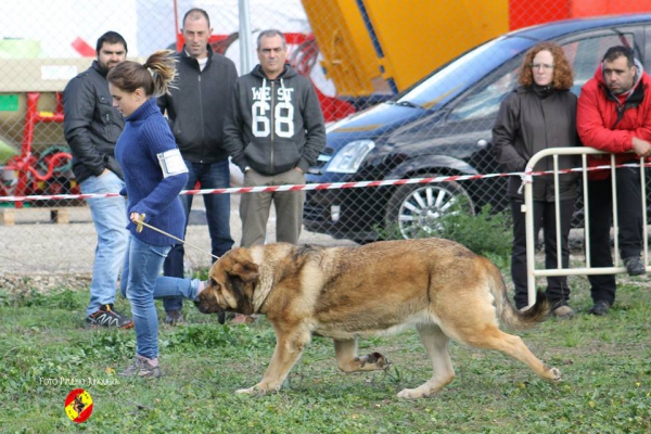 Ch Chiqui - Open Class Females - Mansilla de las Mulas 09.11.2014
Keywords: 2014 autocan