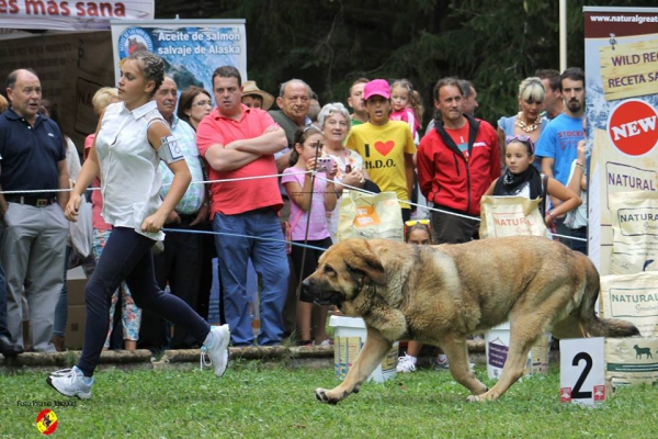 Abierta hembras EXC:  Ch Chiqui - Barrios de Luna 14,09.2014
(Nerón de Autocan X Babiana)
Keywords: 2014 autocan