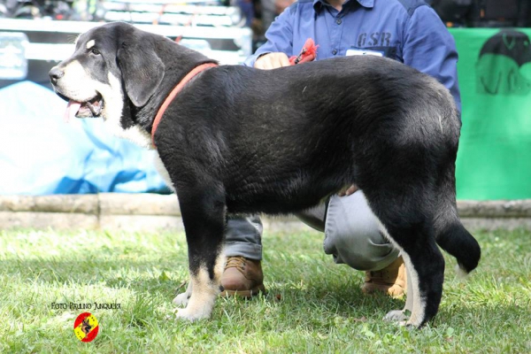 Cachorros hembras, muy buena 3ª: Chume de Buixonte - Barrios de Luna 16.09.2014
(Ciro de Buixonte X Turba de Buxionte 
Keywords: 2014 buxionte