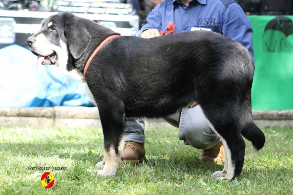 Cachorros hembras, muy buena 3ª: Chume de Buixonte - Barrios de Luna 16.09.2014
(Ciro de Buixonte X Turba de Buxionte 
Keywords: 2014 buxionte