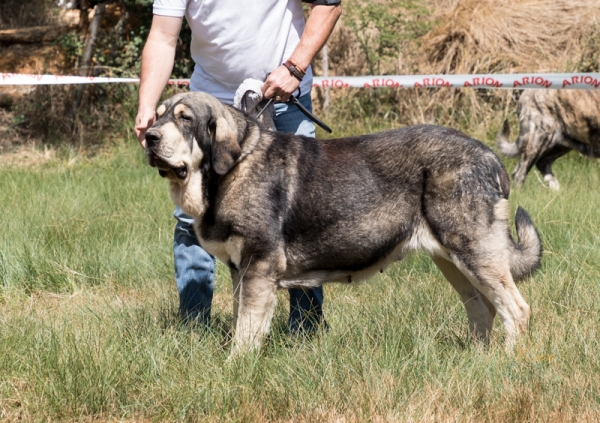 Maya de los Arándanos: EXC1 Clase Intermedia hembra, Fresno del Camino, León, Spain 11.08.2019
Keywords: 2019