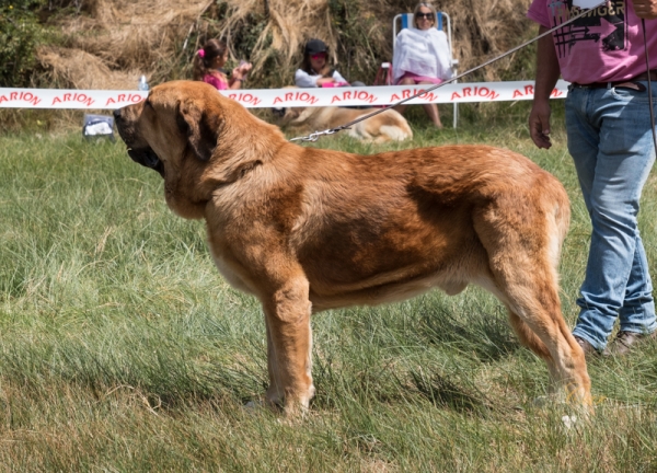 Oliveros de los Zumbos: EXC1 Clase Intermedia macho, Fresno del Camino, León, Spain 11.08.2019
Keywords: 2019 zumbos