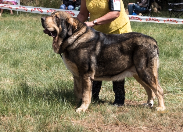 Irineo de Fonte Xunquera: EXC2 Clase Intermedia macho, Fresno del Camino, León, Spain 11.08.2019
Keywords: 2019