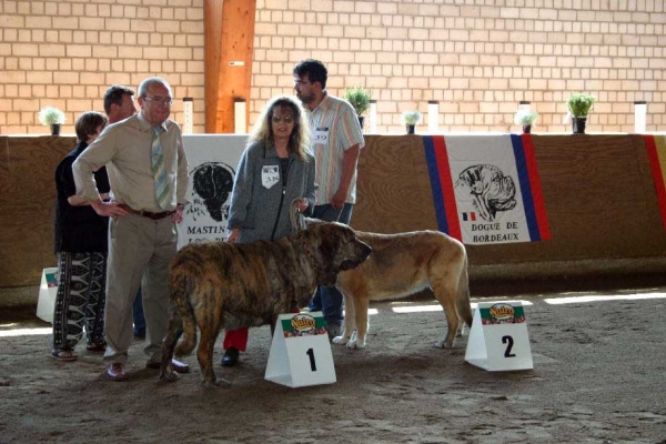 Cinga z Kraje Sokolu, BOB -  Jahressieger-Zuchtshau from Club für Molosser in Germany 2006
(Charly de Valdejera x Ayleen z Kraje Sokolu)
Keywords: 2006 marietta