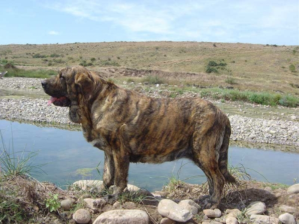 Cinga Z Kraje Sokolu
(Charly de Valdejera x Aylen z Kraje Sokolu) 
