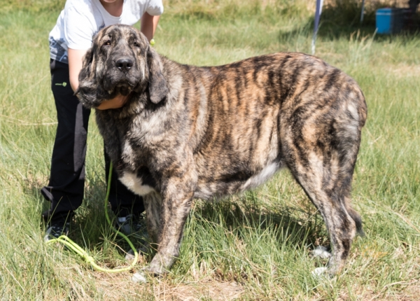 Piraña de Valdecharcos: EXC1 Clase jóvenes hembra, Fresno del Camino, León, Spain 11.08.2019
Keywords: 2019