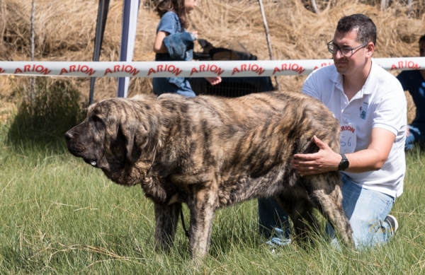 Fresa de Gustamores: EXC2 Clase jóvenes hembra, Fresno del Camino, León, Spain 11.08.2019
Keywords: gustamores 2019