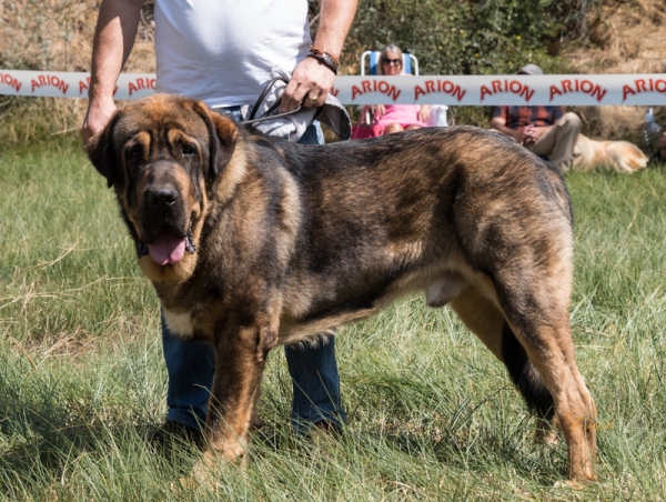 Omero de los Arándanos: EXC1 - Clase jóvenes macho, Fresno del Camino, León, Spain 11.08.2019
Nøkkelord: 2019